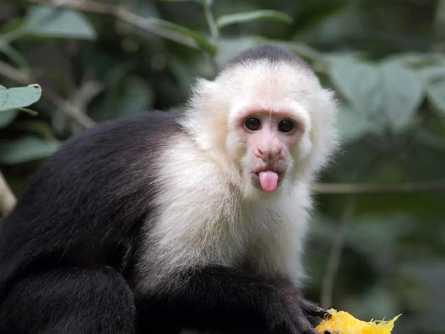 Capuchin monkey